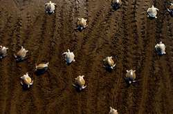 Ханс Циммер и Radiohead записали песню к сериалу BBC «Планета Земля»