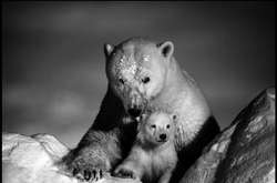 Обитатели Севера в чёрно-белых фотографиях Лорана Бахо