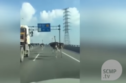 В Китае сбежавшие с фермы страусы парализовали автотрассу (видео)