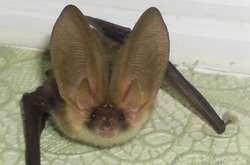 В столиці дівчинка врятувала від смерті рідкісну тварину