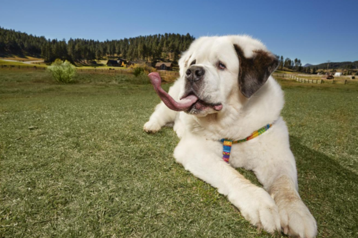 У пса из США оказался самый длинный язык в мире: забавные фото и видео 