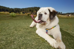 У пса из США оказался самый длинный язык в мире: забавные фото и видео 