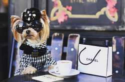 Fashion-dog: йоркширский терьер Лола взорвала модный мир