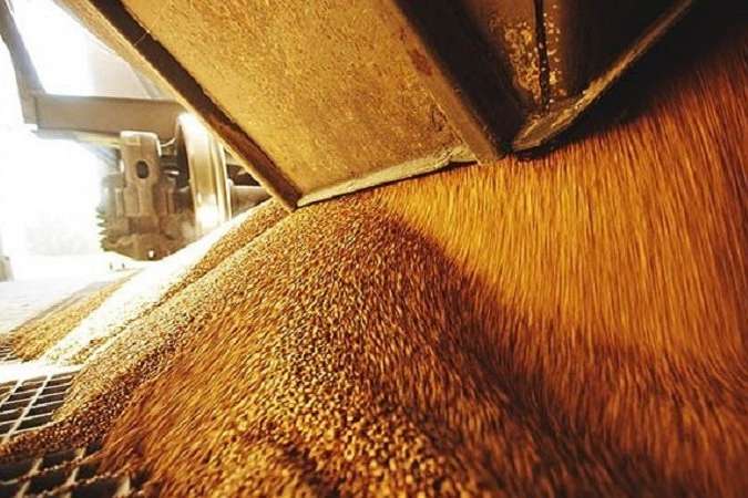 Експортери бояться, що уряд хоче заборонити змішувати зерно різної якості на елеваторах
