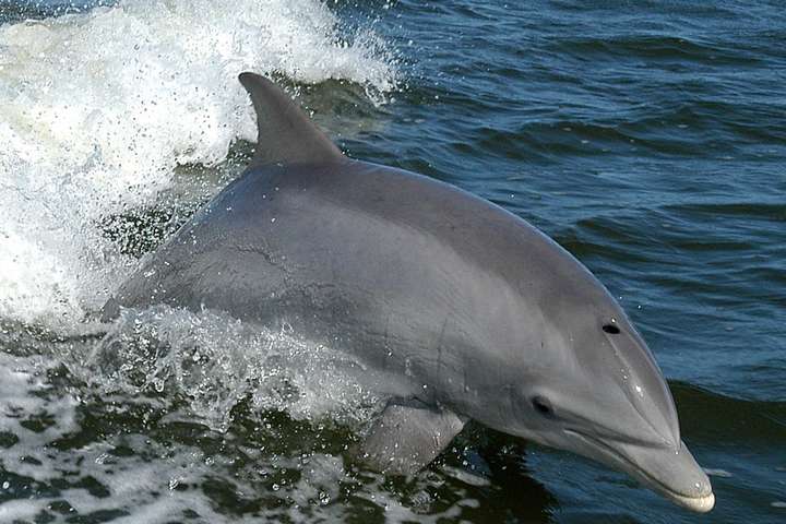 З окупованого Криму потайки намагалися вивезти двох дельфінів