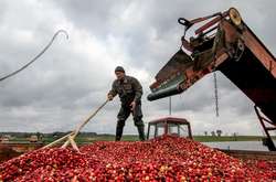 По пояс у воді. Як збирають журавлину на білоруському Поліссі