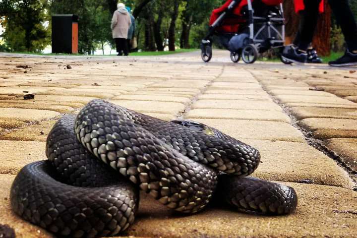 В Киеве на оживленной набережной заметили змею под ногами (фото)