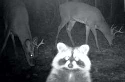 Пока никто не видит: 25 забавных снимков, которые показывают, что делают лесные животные по ночам