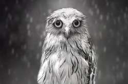 Невообразимо прекрасные совы в фотопроекте Шаммы Эсуф 