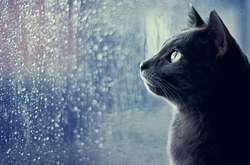 У п’ятницю 13-го очікується дощова погода