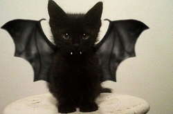 Самые забавные костюмы на Хэлоуин для котиков