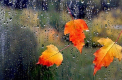 Прогноз погоди на Покрову, 14 жовтня: де в Україні дощитиме