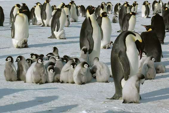 Захисники б'ють на сполох: пташенята пінгвінів масово гинуть у Антарктиці