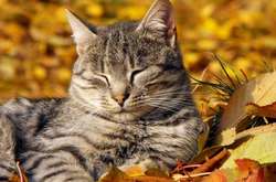 У столиці в середу потеплішає до +21 