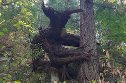 Загадочные формы деревьев, которые заставят вас посмотреть на фото дважды 