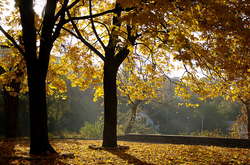 В Україну йде прохолодна погода 