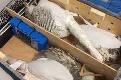 Українець намагався вивезти в Емірати червонокнижних соколів 