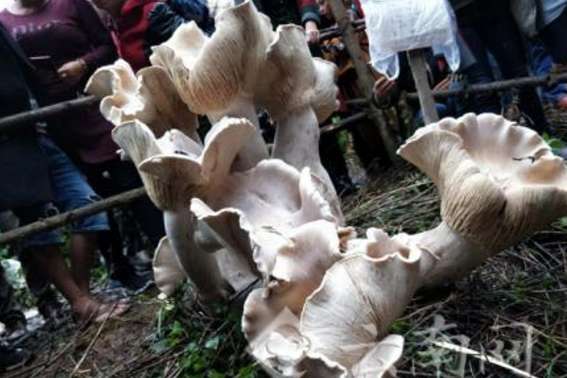 В Китае выросли почти метровые грибы: появились впечатляющие фото