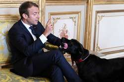 Пёс президента Франции помочился во время официальной встречи в Елисейском дворце (видео)