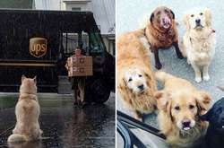 Собаки и почтальоны: Как четвероногие питомцы встречают водителей почтовых фургонов