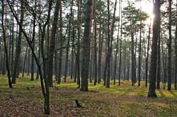 Тіло муміфікованої людини виявили під Києвом