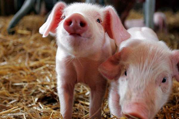 На Тернопільщині зафіксували спалах чуми свиней