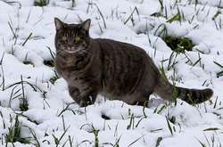 Стало известно, где в Украине скоро выпадет снег 