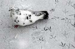 Після мокрого снігу в деяких регіонах потеплішає – синоптик