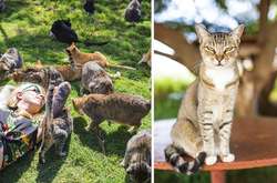 Рай на земле: Фотограф показал как живут кошки на Гавайских островах