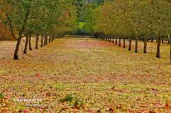 Вирусную популярность приобрели фото яблочного сада после урагана «Офелия»