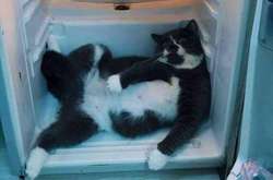 Опубликована подборка фото животных, которых застукали на горячем 