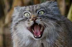 Манул - самая необычная кошка в мире, которой грозит исчезновение