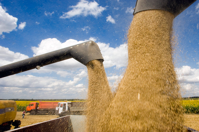 Україна за рік зменшила експорт зернових культур