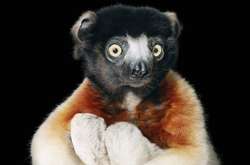 Удивительные портреты редких животных, которые находятся на грани исчезновения