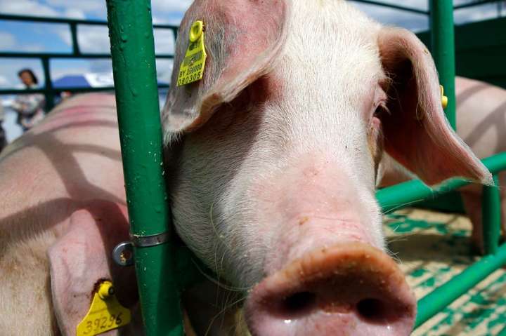 Росія заборонила ввезення з України живих свиней та м’яса 