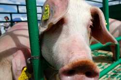 Росія заборонила ввезення з України живих свиней та м’яса 