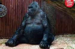 Почему в киевском зоопарке снесли вольер - подарок жены Кличко