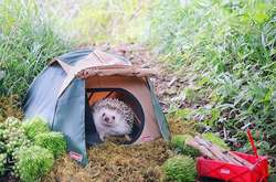 Новая звезда Instagram: пользователей соцсети покорил умилительный ёжик Адзуки 