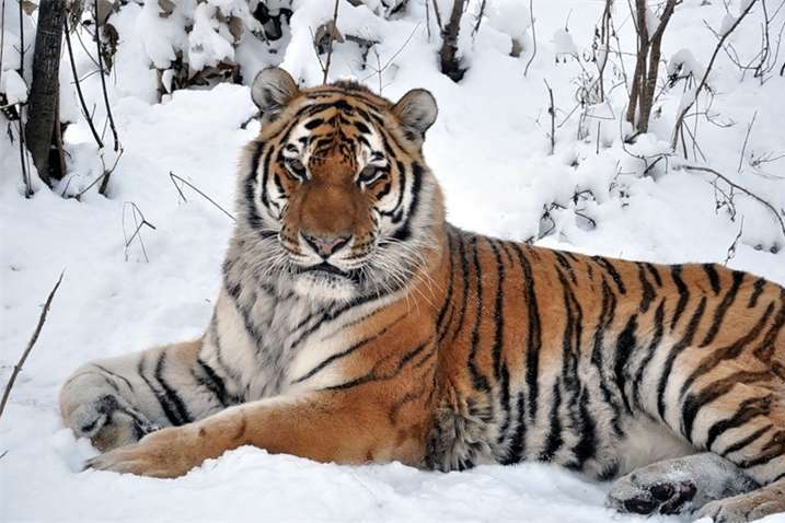 У Росії тигр загриз людину