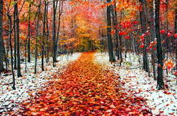 Перший день листопада прийде з мокрим снігом