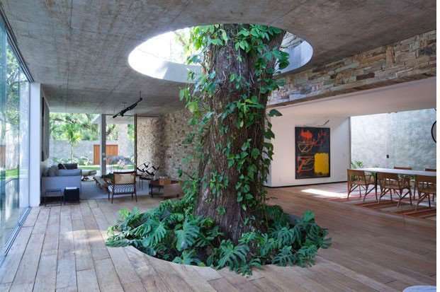 Унікальні сусіди: дерева, які гармонійно ростуть посеред будинків