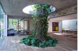 Унікальні сусіди: дерева, які гармонійно ростуть посеред будинків