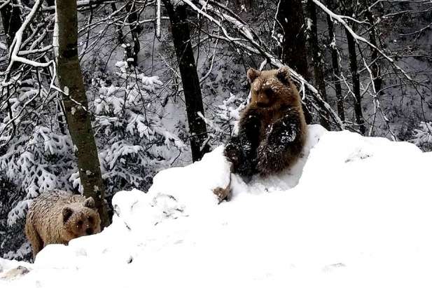 Карпати в снігу: зимі радіють навіть бурі ведмеді (ФОТО)