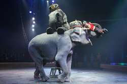 В Киеве из-за конкуренции избили ведущего артиста цирка «Кобзов» 