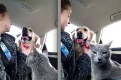 Забавные фото с кошками и собаками