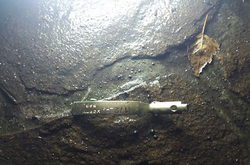 Фото: Нацполіція