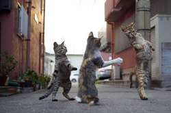 Спасайся, кто может: забавные фотографии кошек-ниндзя взорвали сеть