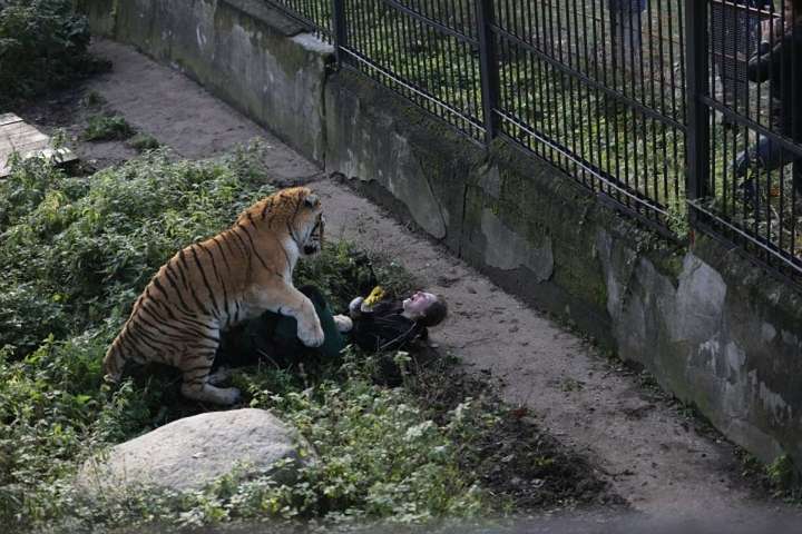 У Калінінграді тигр напав на працівницю зоопарку: моторошне фото