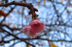 В Мукачево накануне зимы зацвела сакура (фото)