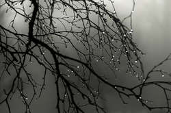 Завтра в Україні знову дощитиме